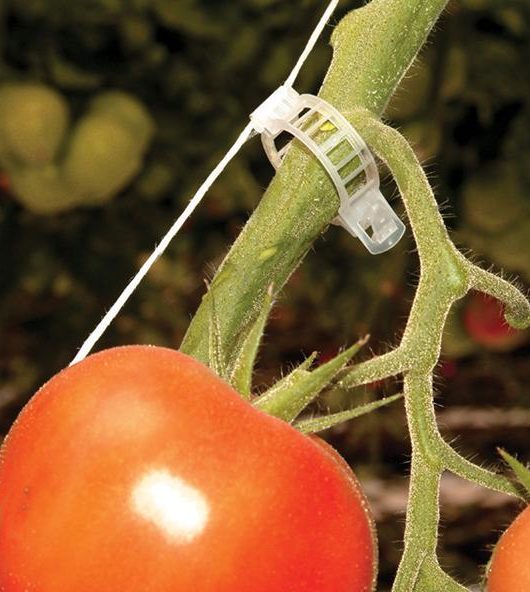 Clip para entutorar Tomate y Pepino.